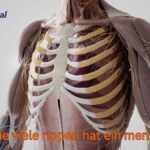 Wie viele Rippen hat ein Mensch? Einfach erklärt – mit Ausnahmen