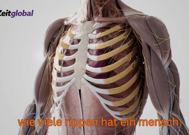 Wie viele Rippen hat ein Mensch? Einfach erklärt – mit Ausnahmen
