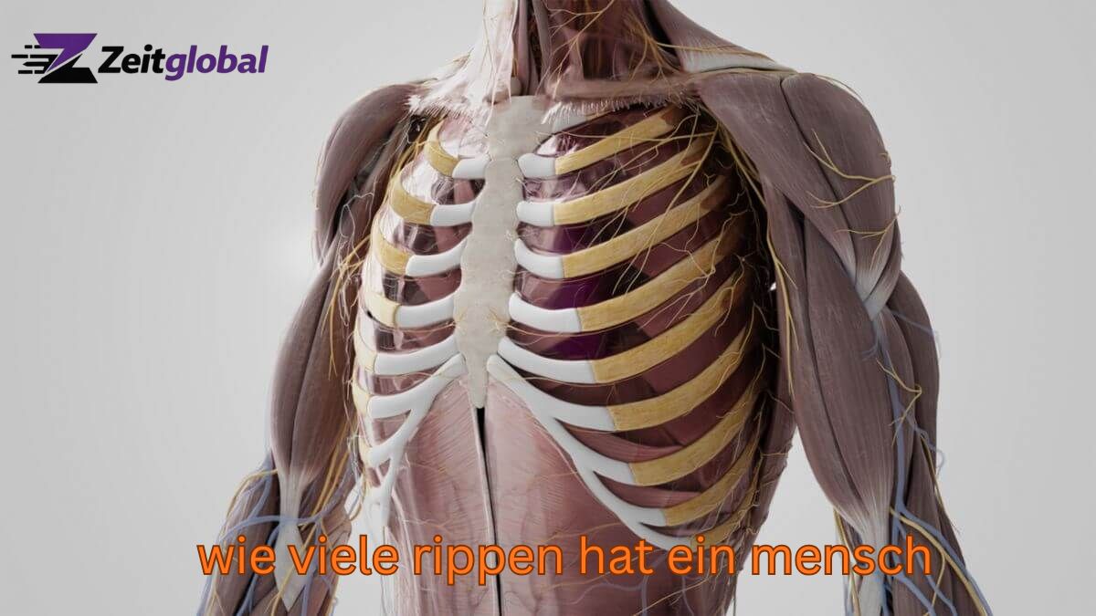 Wie viele Rippen hat ein Mensch? Einfach erklärt – mit Ausnahmen